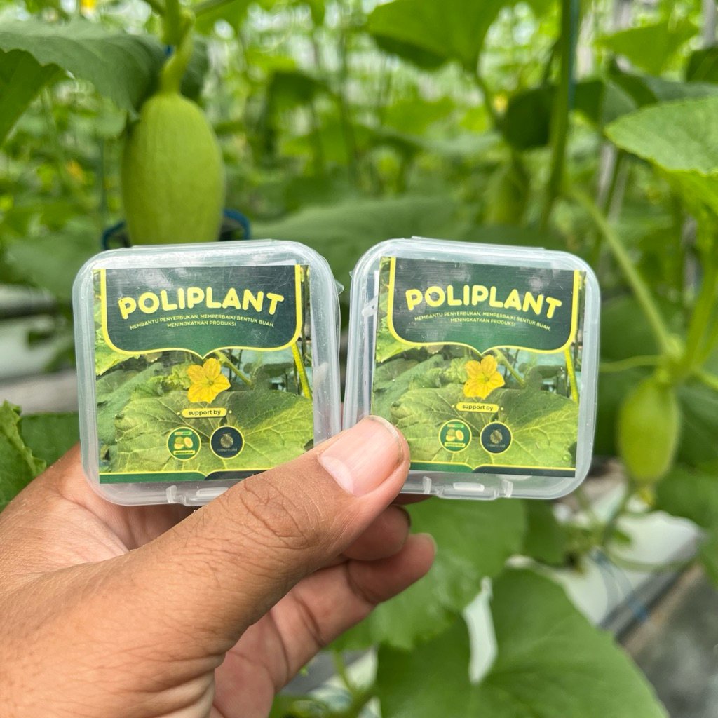 Penggunaan poliplant pada melon greenhouse LadangWohIjo